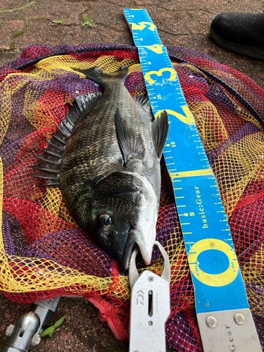 クロダイの釣果