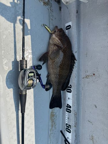 オオモンハタの釣果