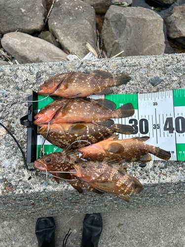 キジハタの釣果