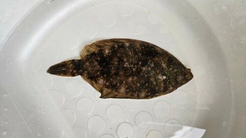 カレイの釣果