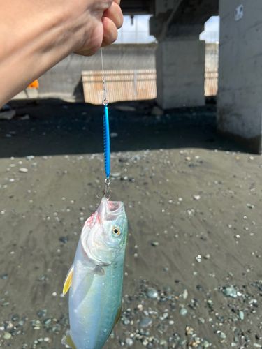 ワカシの釣果