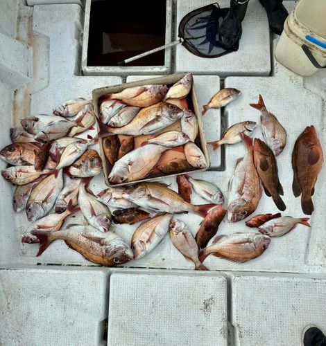 タイの釣果
