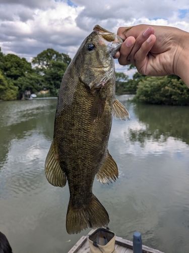 スモールマウスバス