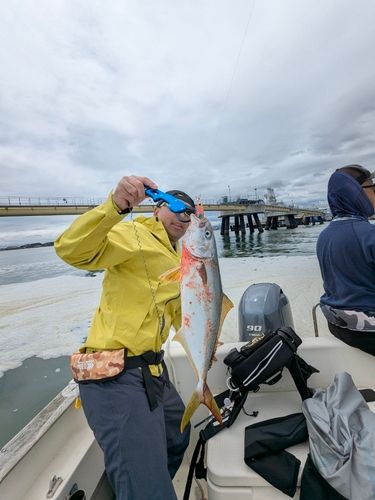 ヒラマサの釣果