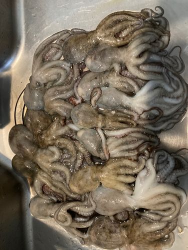 タコの釣果