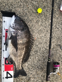 チヌの釣果