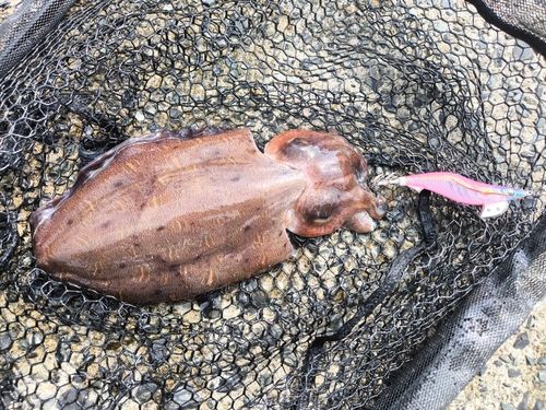モンゴウイカの釣果