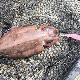 モンゴウイカ