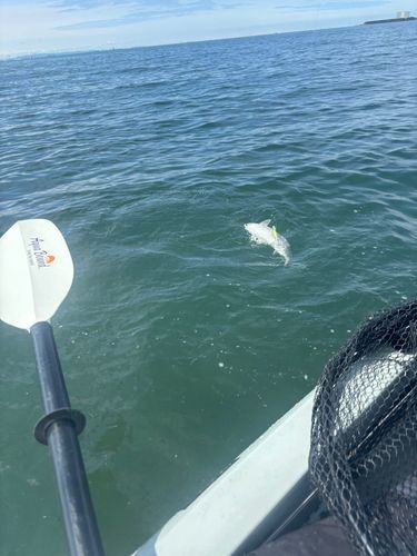 ボラの釣果