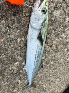 サゴシの釣果