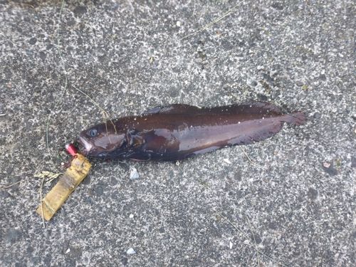 ドンコの釣果