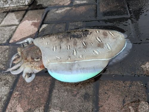 コウイカの釣果