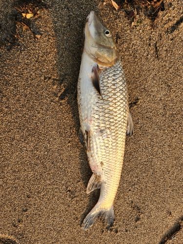 ニゴイの釣果