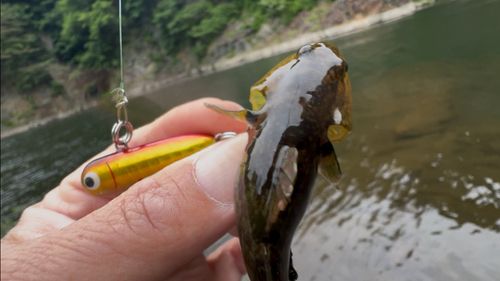 ヌマチチブの釣果