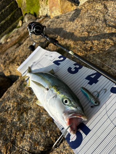 ヤズの釣果