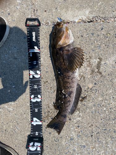 アイナメの釣果