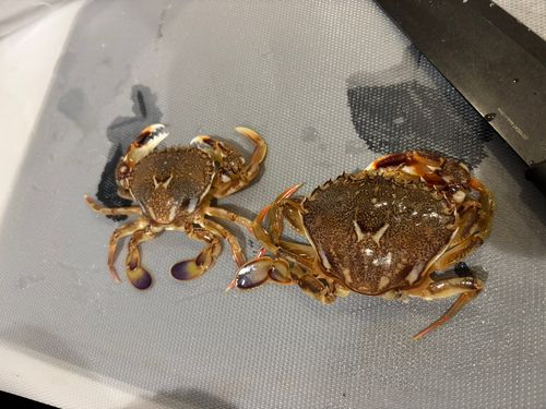 ヒラツメガニの釣果