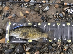 スモールマウスバスの釣果