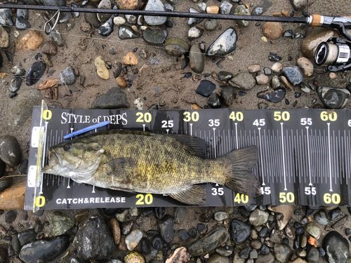 スモールマウスバスの釣果