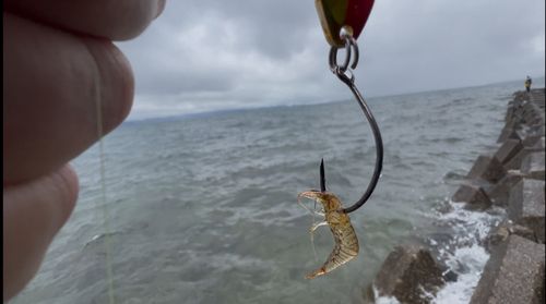 エビの釣果