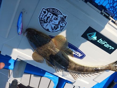 マゴチの釣果