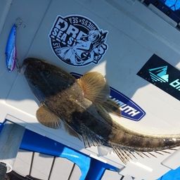 マゴチ
