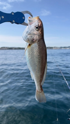 イシモチの釣果
