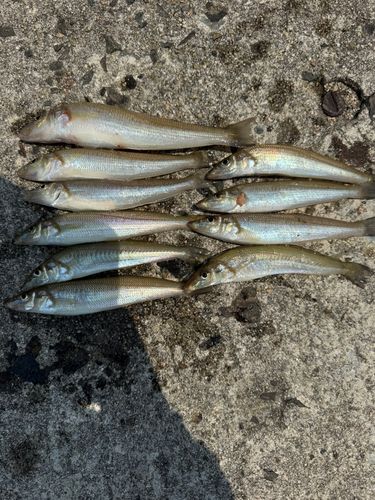 キスの釣果