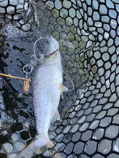 シラメの釣果