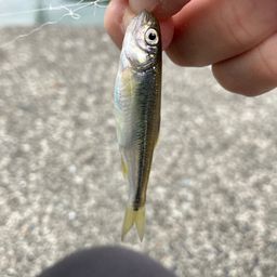 カワムツ