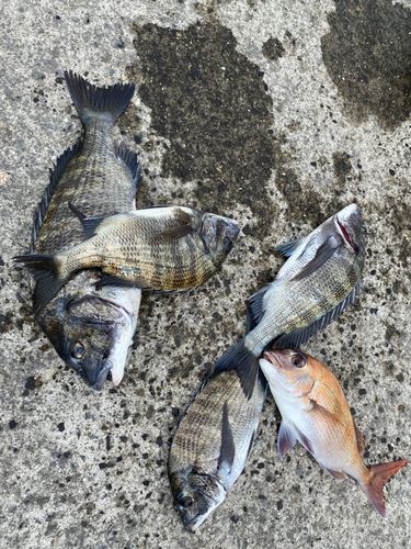 チヌの釣果