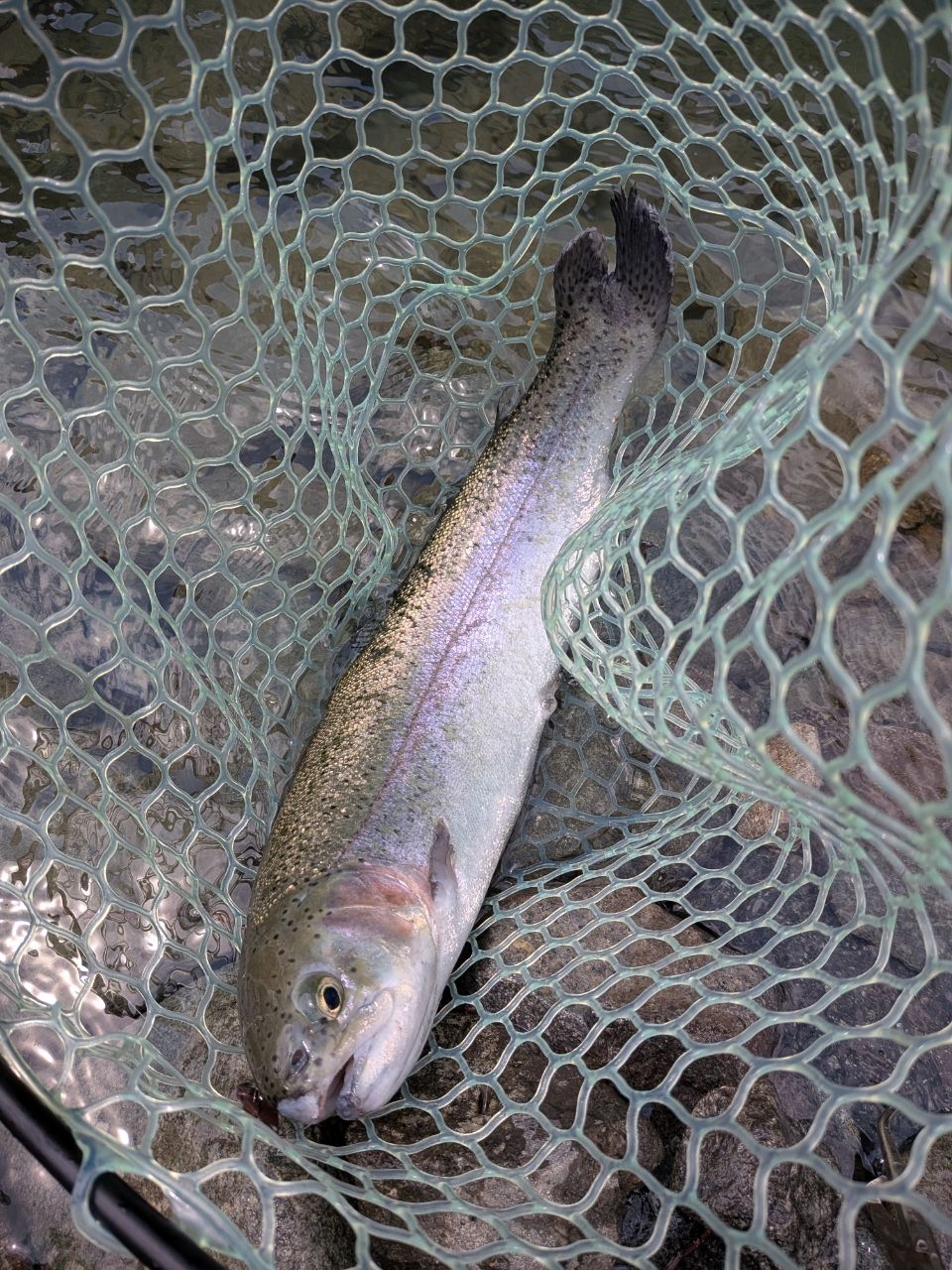 レインボートラウト