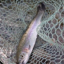 レインボートラウト