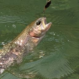 レインボートラウト