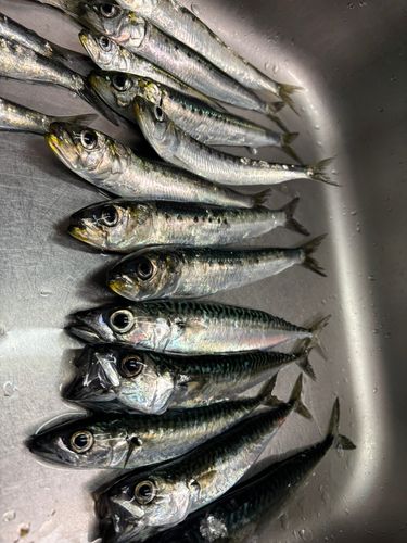 イワシの釣果