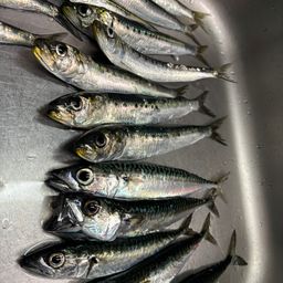 イワシ