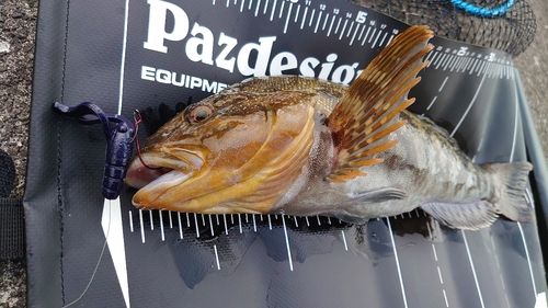 アイナメの釣果