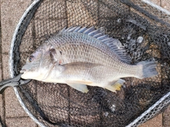 キビレの釣果