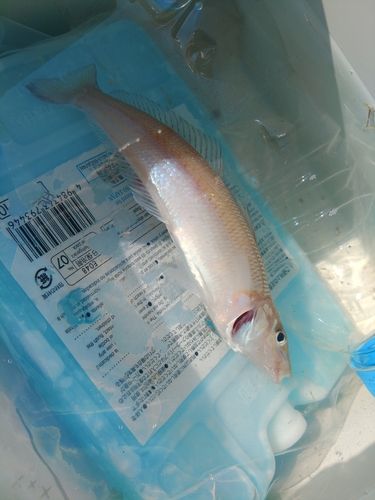 キスの釣果