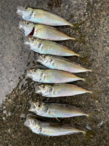 アジの釣果