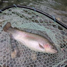 レインボートラウト