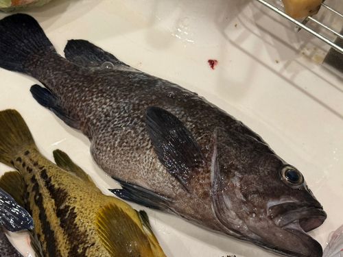 クロソイの釣果