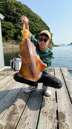 アオリイカの釣果
