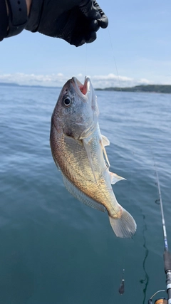 イシモチの釣果