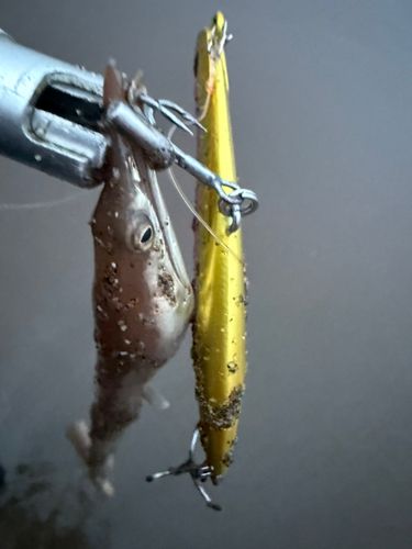 ダイナンウミヘビの釣果