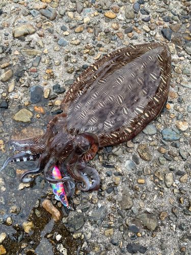 モンゴウイカの釣果