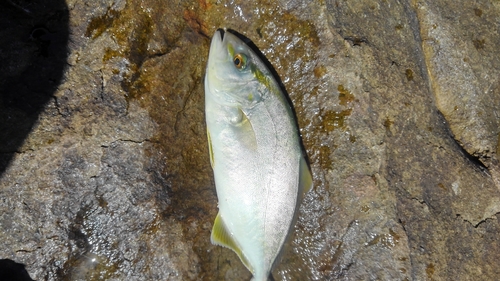 シオの釣果