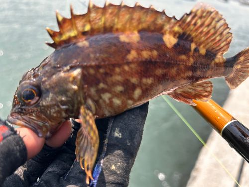 カサゴの釣果