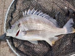 キビレの釣果
