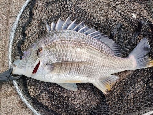 キビレの釣果